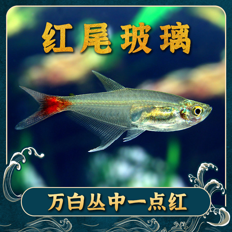 Red-tailed glass lantern fish small tropical ornamental fish grass tank boutique can be mixed with live fish zebrafish