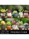 Succulent Flower Pots Ceramic Clearance Simple Indoor Clearance Sale Special Price Home Succulent Plants Creative Thumb-Sized Small Flower Pots
