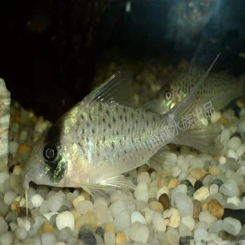 益鋒新款水族南美老鼠魚野生白豹鼠4 5分活體觀賞魚小型魚淡水