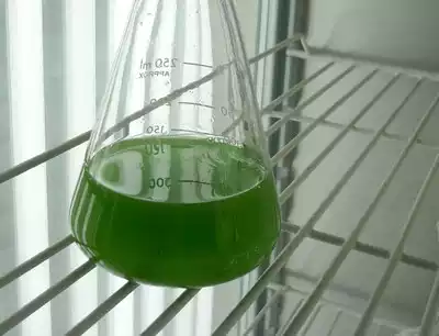 Purity protein Chlorella pyrenoidosa
