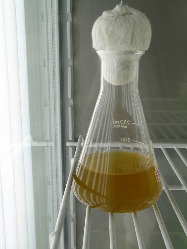 Zhanjiang chaetoceros algae species coral feed sea fish opening rotifers SPS LPS diatoms