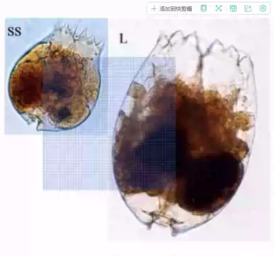 Seawater rotifer Brachionus rotifer grouper fry clown Fry opening SSS rotifer super small