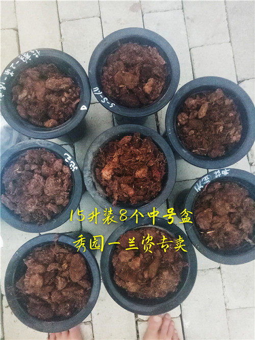 Show Garden Orchid Companion Imported Lumpy Filament Grass Charcoal of the Four Seasons Lanjun Lanjun Nutritional Mud Char