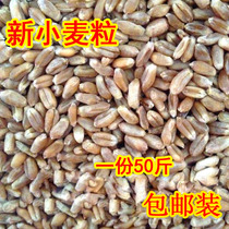 2021 farmhouse new wheat edible dry wheat grain pigeon grain chicken duck animal feed wine fishing 50kg