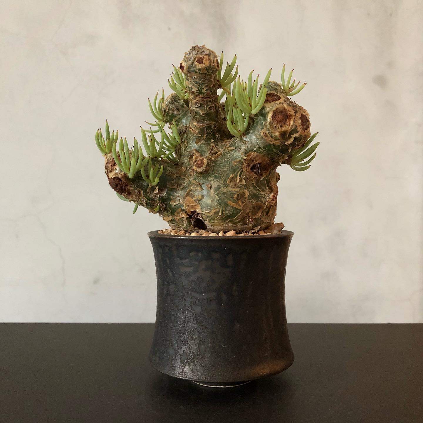 绿阳新意白象Tylecodon B21多肉植物 珍奇植物 塊根植物 Tylecodon
