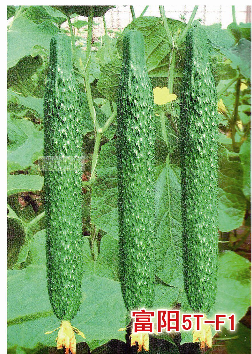 The Netherlands introduced Fuyang 5T-F1 cucumber seeds in spring, summer and autumn open-air high-yield disease-resistant flesh green ask Tian seed industry
