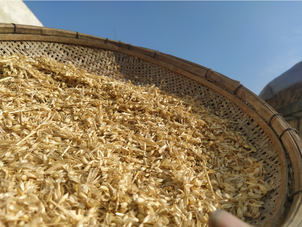 20-year-old new wheat husk, wheat husk, straw, wheat awn can be used as medicine, decoration, decoration and cultivation to make pillow feed 250g