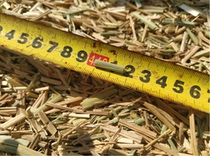 Chinese Scarecrow artificially guillotine cut short about 2cm rice straw 250g