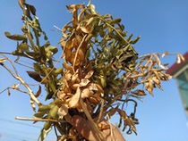 Chinese soybean straw dried flower Yellow soybean straw College students experiment with 250g
