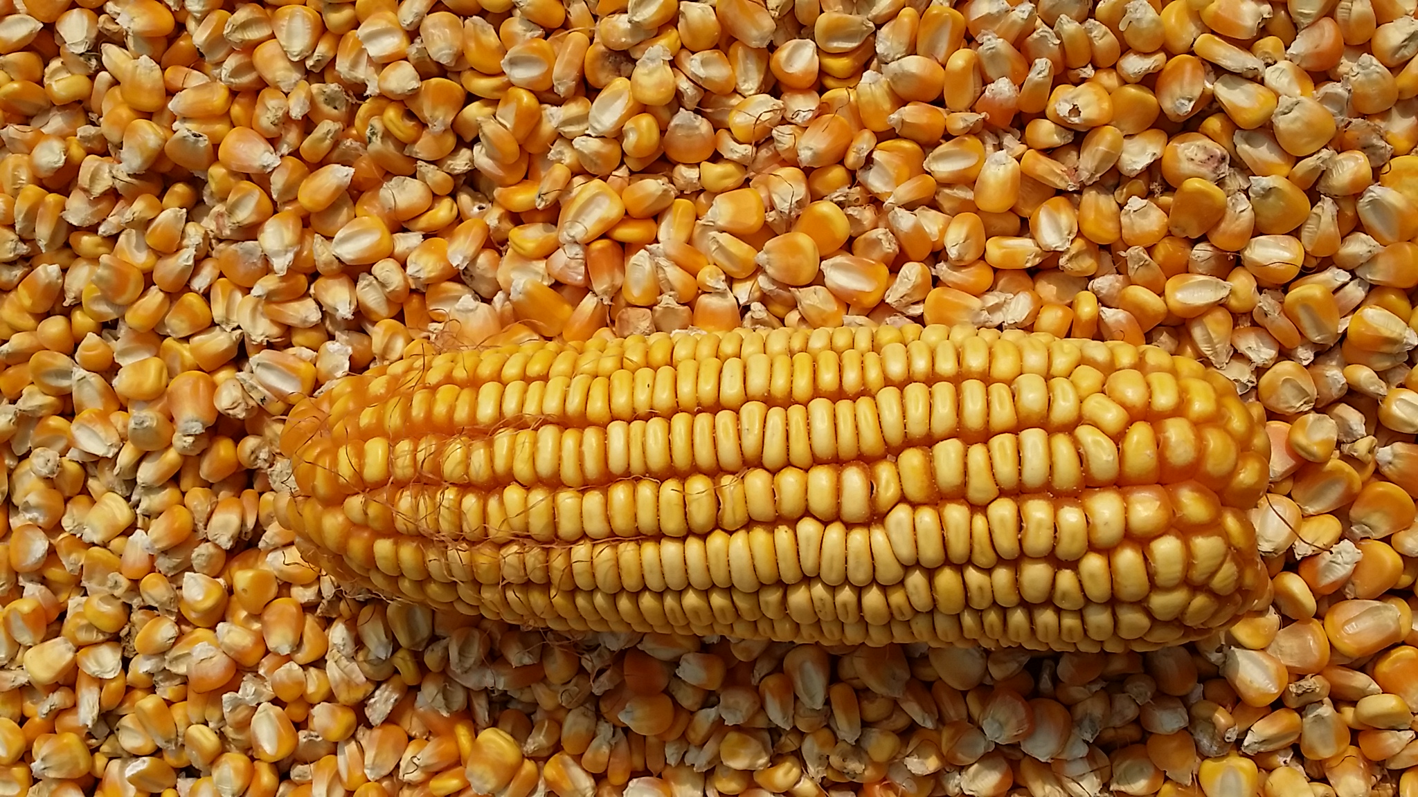 Small pet hamster Dutch pig favorite to eat five cereals Cereal Corn Stick one