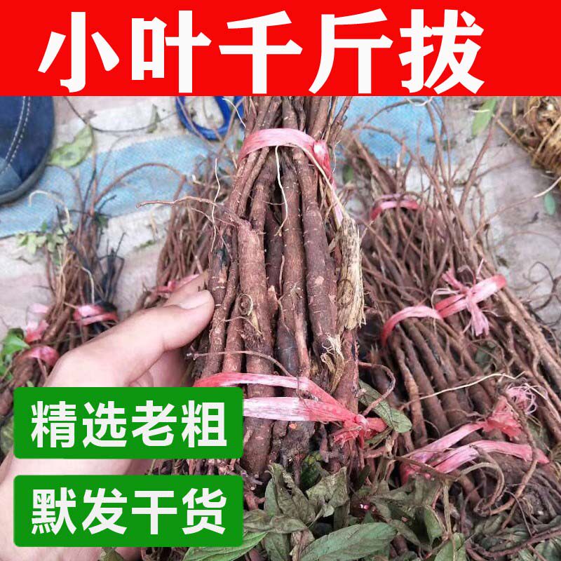 Guangxi wild kaggan uproar fresh and dried Chinese herbal medicinal herbs in a root rat tail hanging horse pile gold beef tail-Taobao