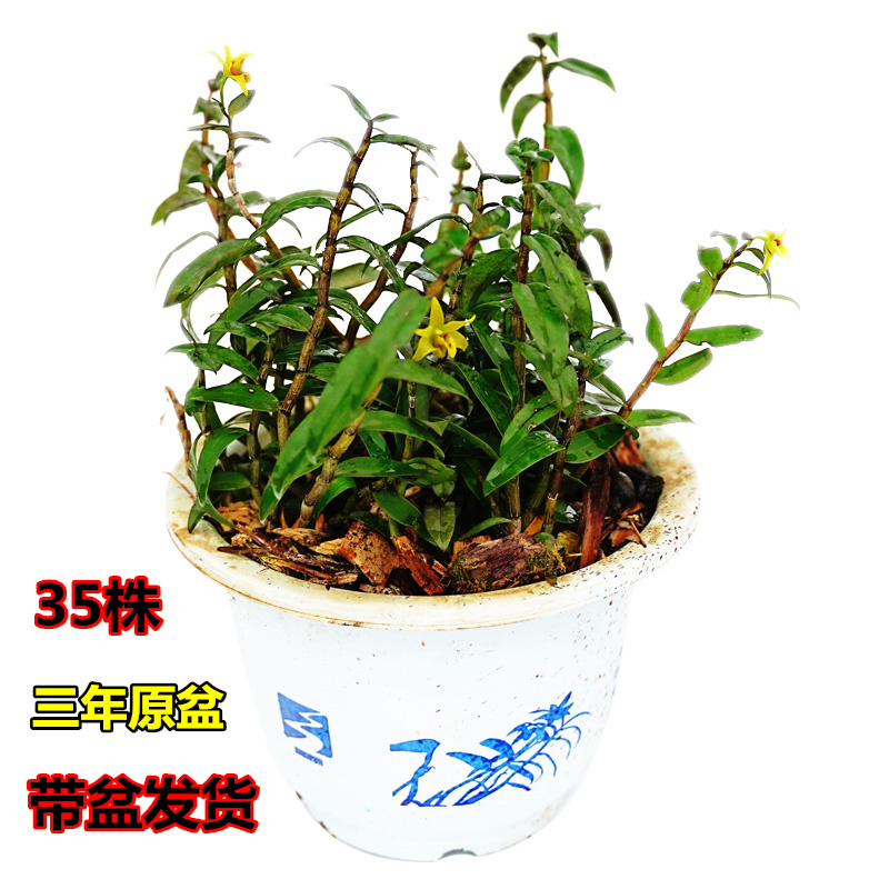 Yandang Mountain Dendrobium officinale seedlings 35 Yueqing edible three-year-old green plants potted Dendrobium orchid seedlings planted