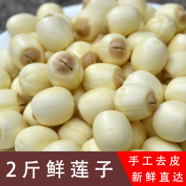Fresh lotus seeds 2 pounds of hand-peeled Guangchang with core lotus seeds are now made soup baby food to shell raw lotus rice