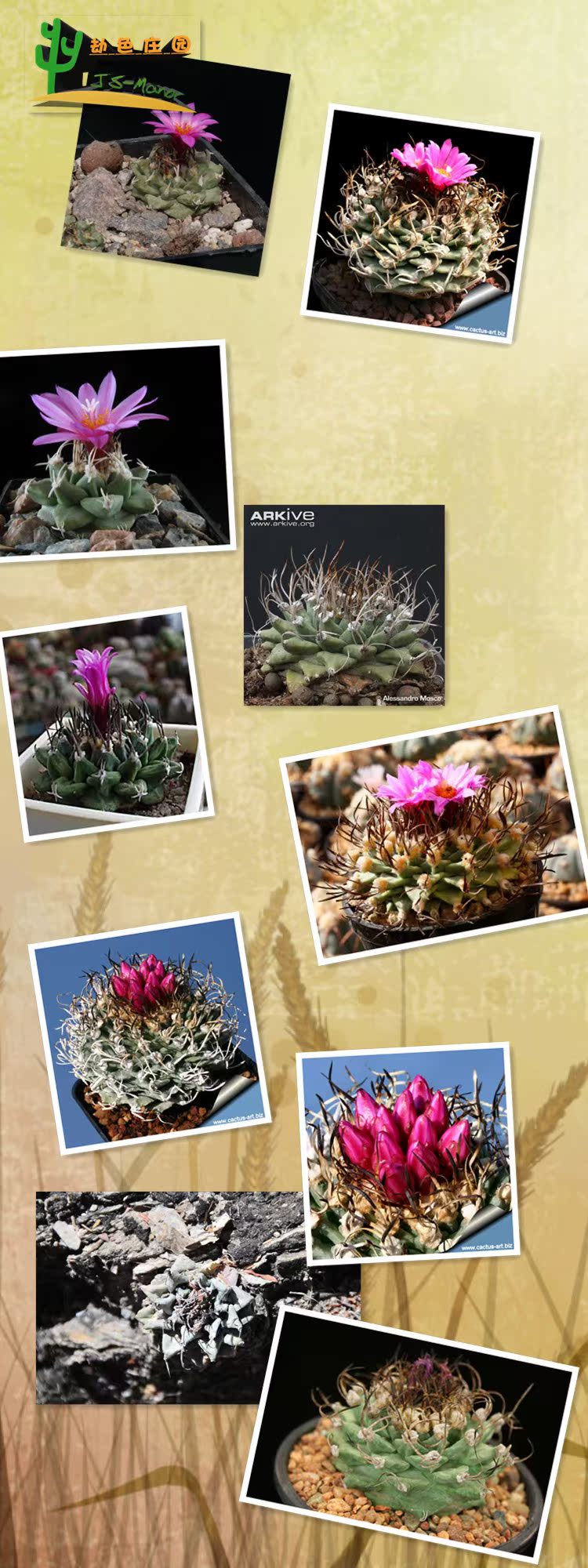 特价优惠多肉植物仙人掌科turbinicarpus Alonsoi 赤花姣丽种子 生活服务 鲜花速递 蛋糕配送 园艺花艺 欧诗漫