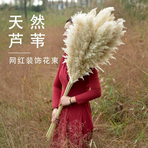 Натуральный тростник сушеный цветок вставка декоративное магазин магазин Shinhua Home Fressings Стрельба для реквизита