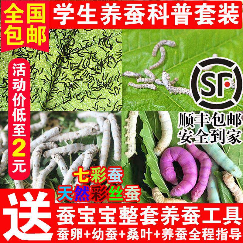 七彩蚕宝宝 🐛 学生养蚕套装 家庭教育必备 📘-蚕宝宝-淘宝好物网