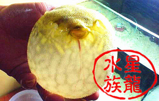 Furry dog head Kirin Crown submarine Balloon fish Tropical live watching fish gas drums