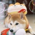 Ba lô Shiba Inu chó Corgi Teddy đồ chơi trang trí dễ thương cho chó vừa và nhỏ Túi đi chơi cho thú cưng Anpanman - Vòng đeo tay Clasp