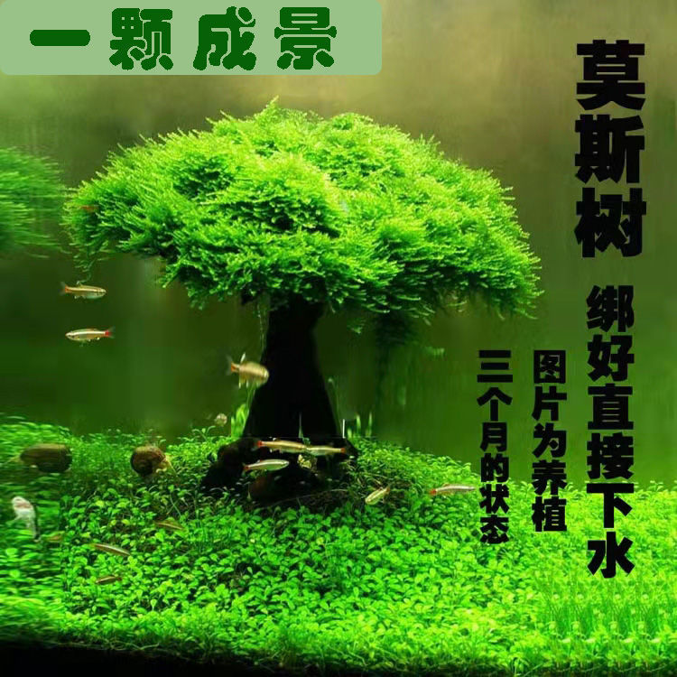 Moss Tree Aquarium Tree Real Tree Driftwood Aquatic Plants Lazy Landscaping No Need for Bottom Sand Large Mushroom Head Aquarium Landscaping Ornament