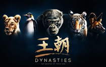 BBC Dynasties Season Two Seasons Documentary 4K HD Chinese Subtitles Childrens Growth