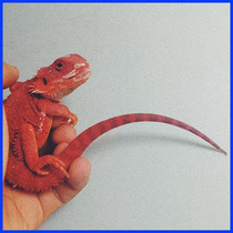 lizard living things entry-level climbing pet citrus living mane lizard lizub warm smooth without biting human reptile exotic feed
