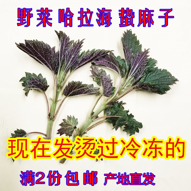 Northeast Changbai Mountain Wild Vegetables Fresh Frozen Sting Ma Seed Hara Sea Nettle Biting Grass 500g Full 2 ​​servings