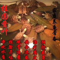Longan fragrant leaf turtle breeding imitating the original ecological turtle breeding environment decoration landscaping shelter to adjust the pH turtle tank