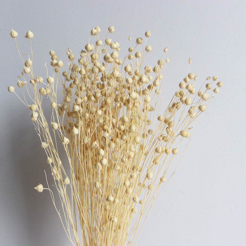 Carolyn Shenzhen bean dry flower flower with dry bean bean floral material full of star immortal flower materials DIY gift box flower flower