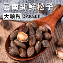 Yunnan pine nuts fresh large particles falling into the water specialty 1 catties 2 catties specifications bulk nuts original snacks for pregnant women