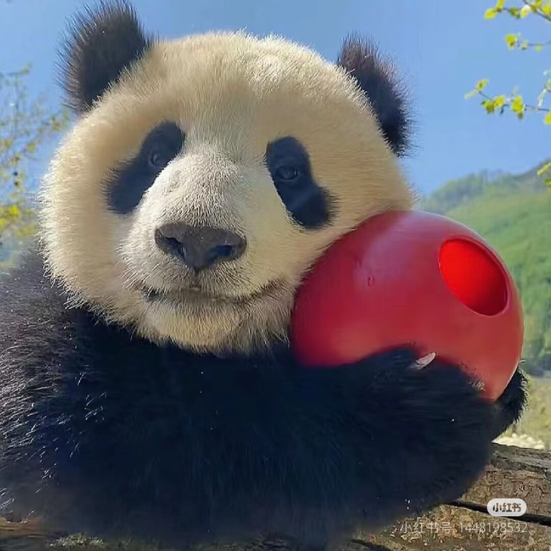爱玩的老家伙