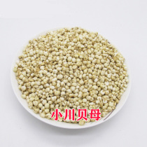 Fritillaria cirrhosa small fritillary Mibechuan fritillary powder without sulphur tips 500 gr Four Sichuan fritillaries Non-wild
