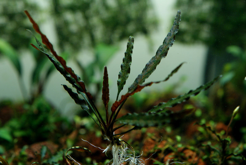 Red Aquarium of pepper grass in Hon Abida (knife grass paved from the water leaf underwater aquarium landscape