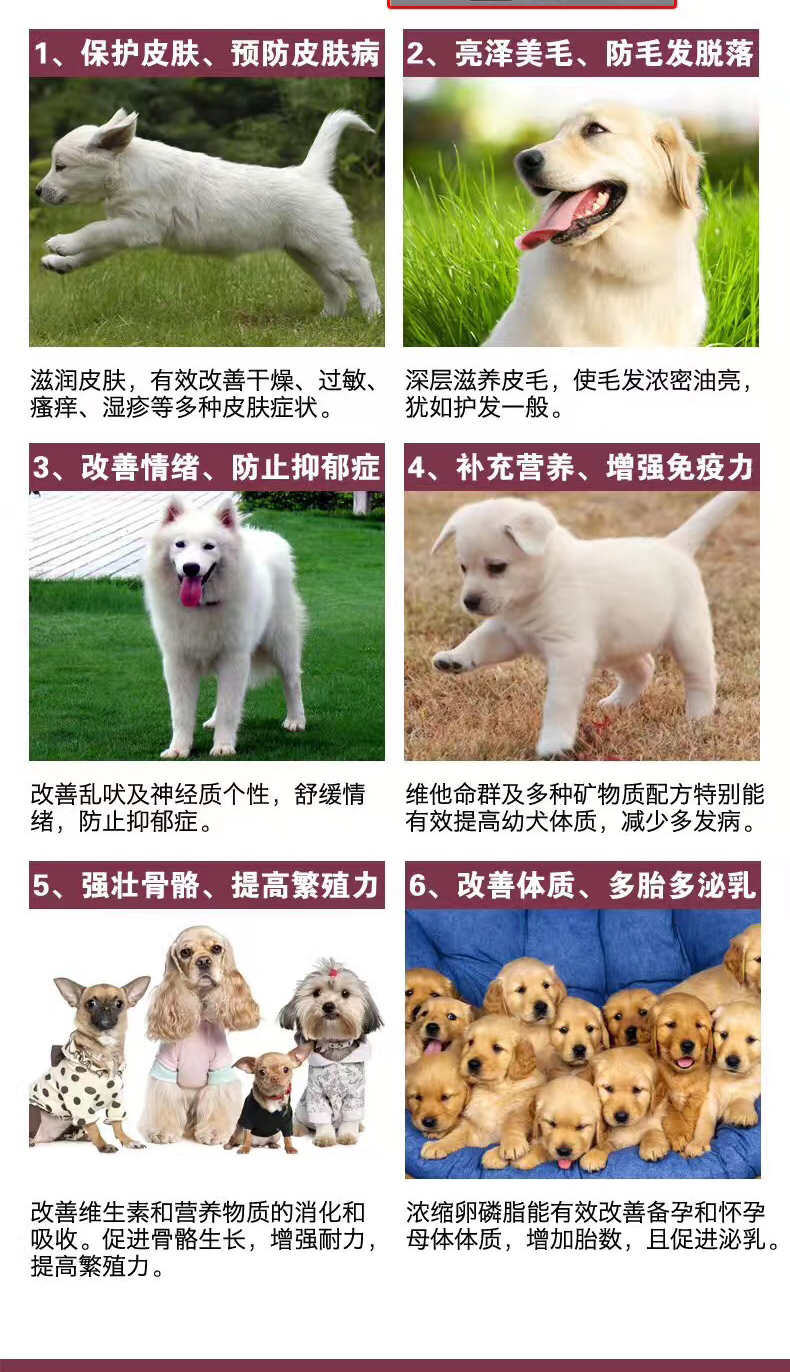 Thú cưng chó chó mèo lecithin taidijinmao da chống dị ứng làm đẹp chăm sóc tóc rong biển làm đẹp hạt tóc - Cat / Dog Health bổ sung sữa mèo