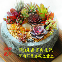 Succulent plant peach egg white bear rose Demon Man Raul green plant anti-radiation potted plant with pot rare meat