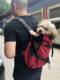 Doug pet outing backpack Thai dog bag pet bag Corgi Shiba Inu bullfighting 20KG