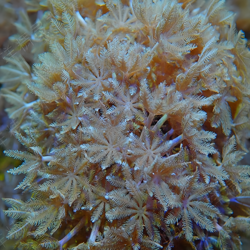 希少　海松珊瑚 1200?cb=20250308171307