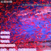 Aquarium fish Live feed fish Small golden fish Dragon fish Parrot Arhat fish feed red grass carp cold water fish live