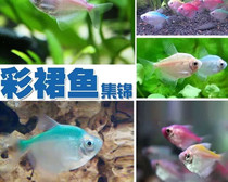 Small tropical fish Pet kissing fish Ornamental fish Live color skirt lamp fish Freshwater fish group swimming fish Live package live