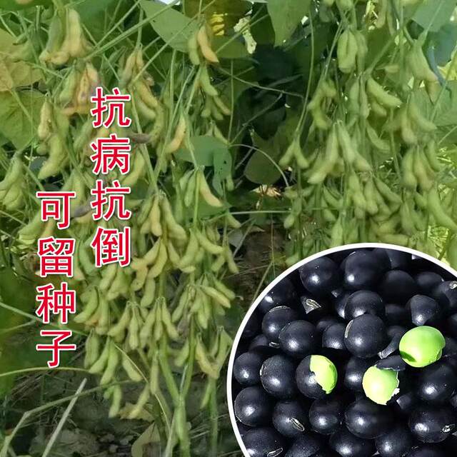 Old varieties of large black bean seeds, green heart black bean seeds