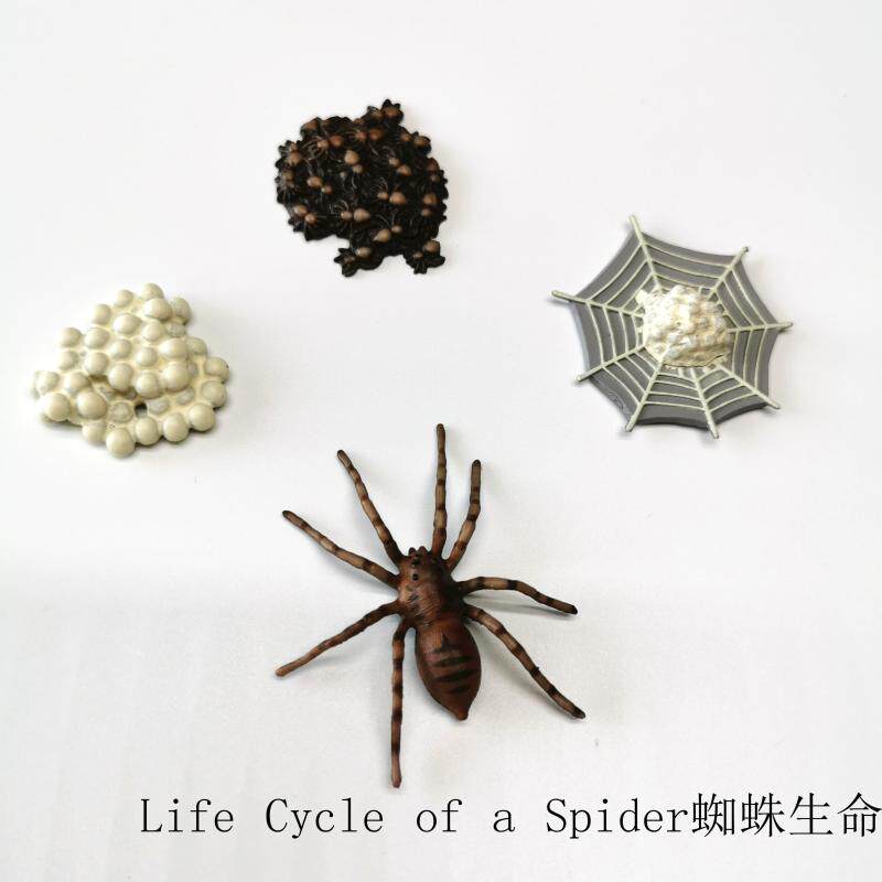 Simulation Animal Model Toy Spider Life week Children's baby Early teaches Puzzle Mont's kindergarten teaching aids
