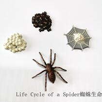 Simulation animal model toy spider life cycle Children Baby early education puzzle Montori kindergarten teaching aids