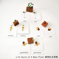 Simulation animal model seed plant cycle childrens early education puzzle Montesori kindergarten play teaching aids send three cards