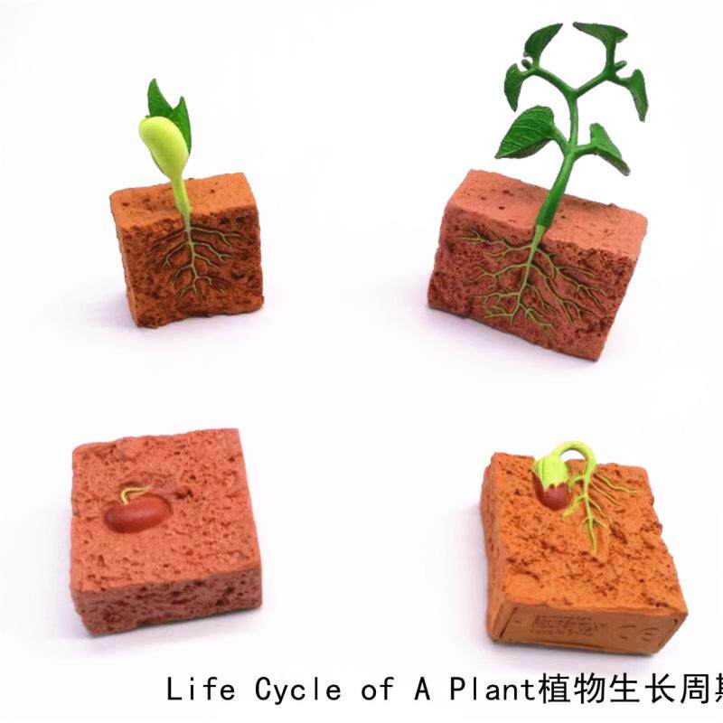 Simulation animal model toy plant cycle children baby early education puzzle enlightenment kindergarten teaching aids
