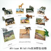 Seven continents simulation animal model three-stage card African animal Montessori kindergarten teaching aids small boutique toy deer