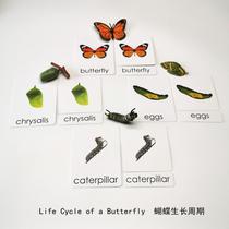 Simulation animal model butterfly life cycle childrens early education puzzle Montesori kindergarten play teaching aids send three cards