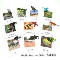 Seven continents simulation animal model Three-stage card South American animals Montessori kindergarten teaching aids small boutique toys