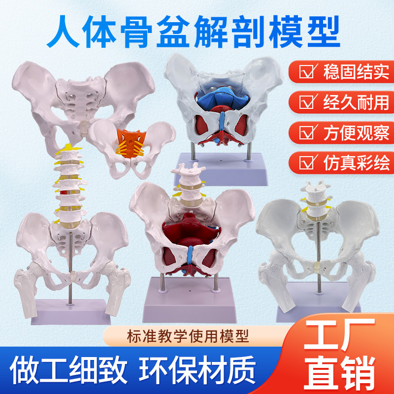 动态教学仿真可活动女性骨盆及子宫模型盆腔结构膀胱盆底肌肉康复