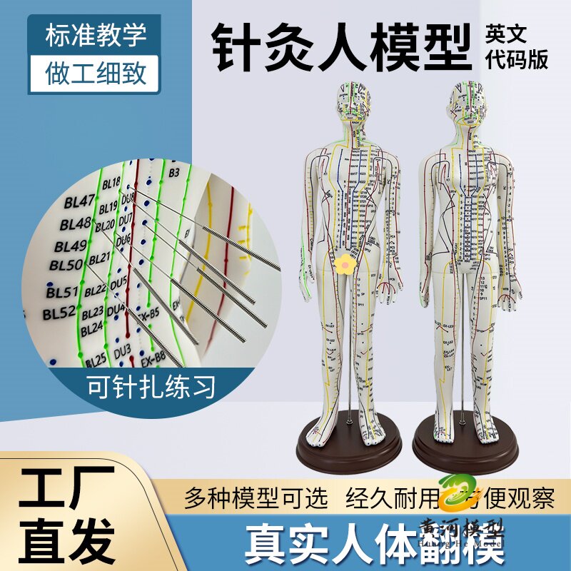 英文版穴位针灸模型人经络穴位中医全身十二铜人模特可练习可扎针