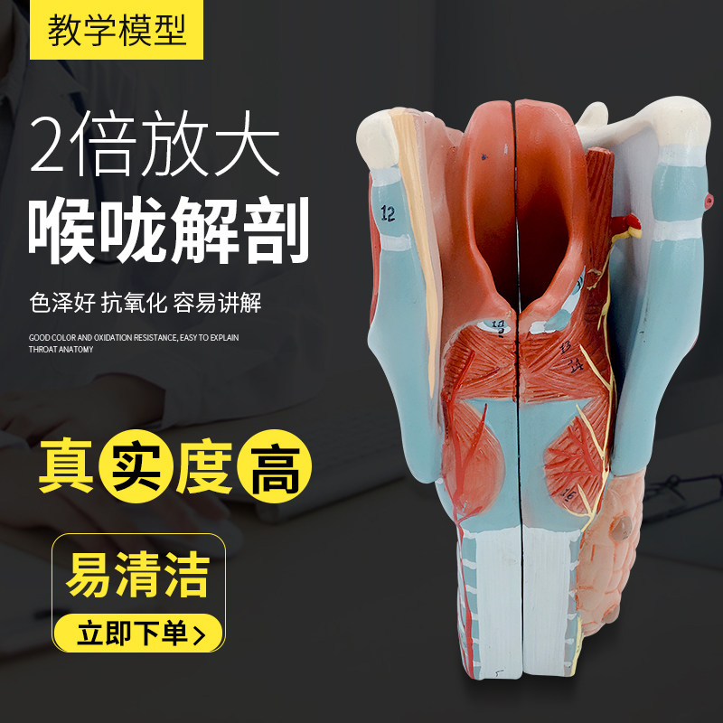 喉解剖模型 咽喉模型 甲状腺模型 放大喉头解剖模型 耳鼻喉科教具