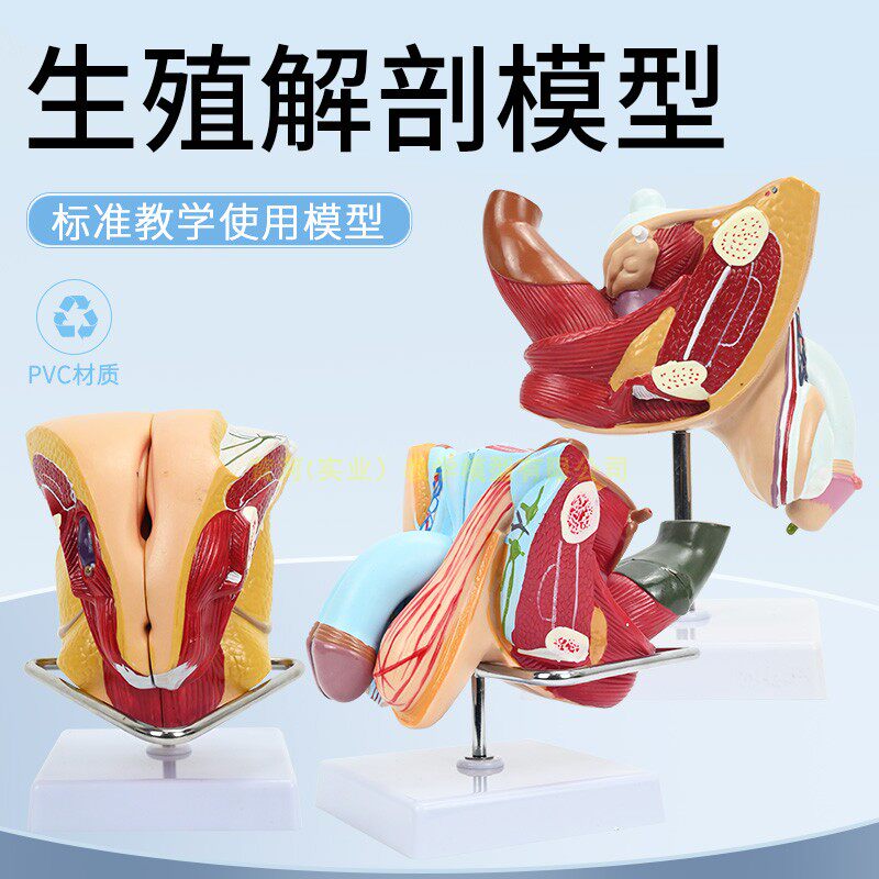 女性内外生殖器解剖模型 子宫输卵管解剖 女性生殖健康示教模型